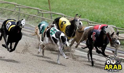 A Guide to the Best Greyhound Betting Strategies.